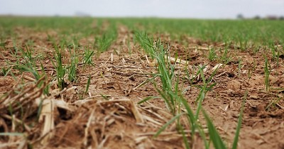 La importancia del control de gramineas en trigo