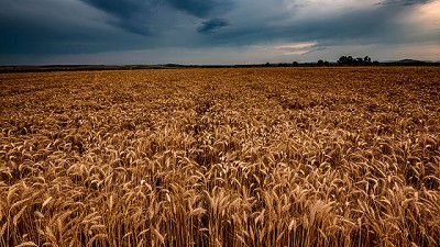 Anticiparse a los riesgos: cada vez son más los productores que protegen sus cultivos