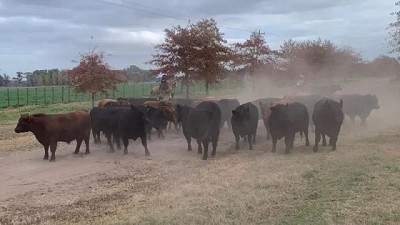 Mercado del gordo muestra una mejor disposición por parte de la demanda