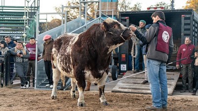 Ingresaron los primeros animales a la Expo Rural