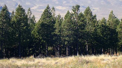 Alerta por nueva plaga forestal en la Patagonia