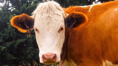 Situación del Carbunclo Rural en la Argentina 2022