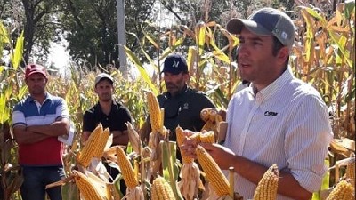 Versatilidad y estabilidad, los aspectos clave para el desafiante ciclo maicero