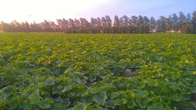 Acompañar a los productores, desde el campo hasta la góndola