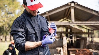Ganaderos exitosos revelan su secreto: un plan sanitario inteligente como salvavidas para evitar pérdidas millonarias