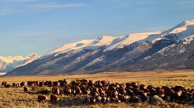 Pautas y recomendaciones para el bienestar animal durante la temporada de invierno