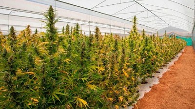 Radiografía de la plantación de Cannabis medicinal en Argentina (2 Has en manos de 2 productores de Córdoba)