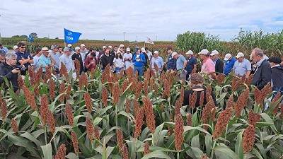 RAGT Semillas presentará soluciones para sorgo, trigo y arvejas en el Congreso de Aapresid 2023