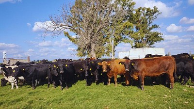 Con ganadería regenerativa, los suelos fijan carbono y aumenta la productividad