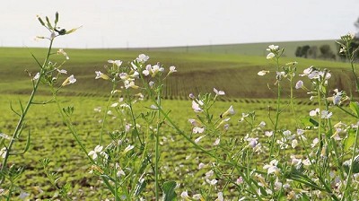 Paisajes multifuncionales: de la teoría a la acción