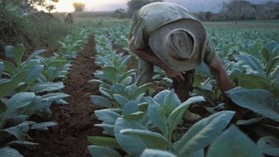 Destinan 40 millones de pesos para irrigar áreas tabacaleras en Chaco y Corrientes