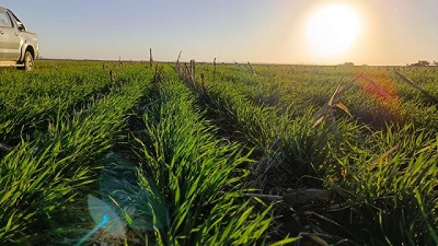 El garbanzo entra al período crítico para la definición del rendimiento