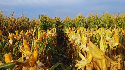 El maíz tardío se afianza en el sur bonaerense