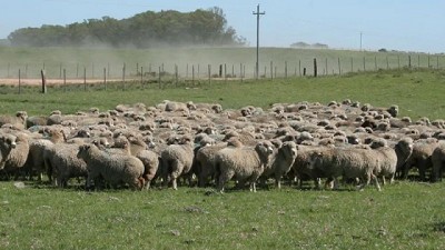Exportaciones de carne ovina con hueso aumentaron un 31% en volumen