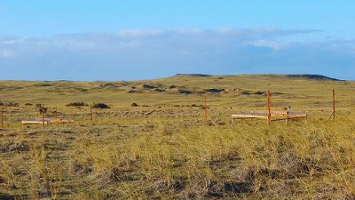 Los microorganismos del suelo son vitales para los ecosistemas