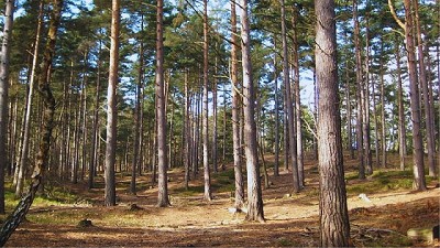 Promueven un biocontrolador para el manejo de la principal plaga de pinos adultos
