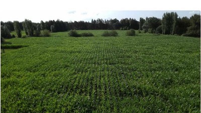 Campos en el Mercosur: Crecen los valores según Agente de Bienes Raíces