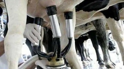 Baja de precios dificulta que tambos puedan hacer frente al endeudamiento