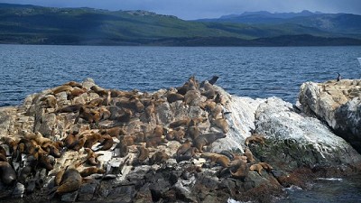 Influenza aviar: Se confirmó un caso positivo en mamíferos silvestres en Tierra del Fuego