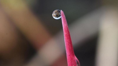 Un nuevo modo de acción para el control de ryegrass en cultivos de invierno se presentó en el Congreso de AAPRESID