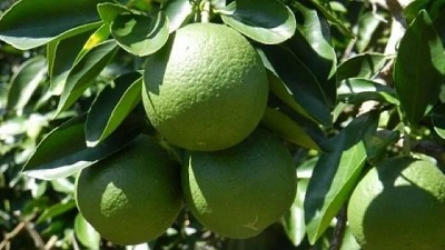 Brasil: Demanda de productos frescos y saludables ayuda a exportaciones de fruta