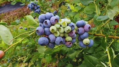 Una red de cooperativas le hace frente a la mosca de las alas manchadas