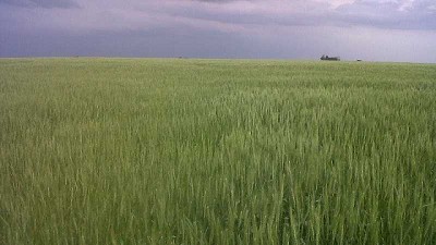 La falta de agua deja 150.000 ha regulares de trigo