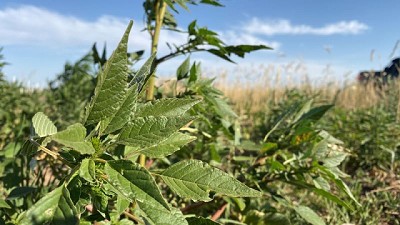 Malezas 2023: ¿Qué nos cuenta una década de mapas REM?