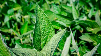Neogen celebró su primer año con tres nuevas variedades de soja de excelente potencial