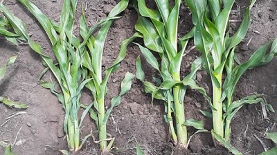 Impacto en las propiedades químicas del suelo y en la productividad del maíz mediante el uso de enmiendas en lotes regados