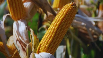 Estudian la presencia de un hongo que afecta al maíz