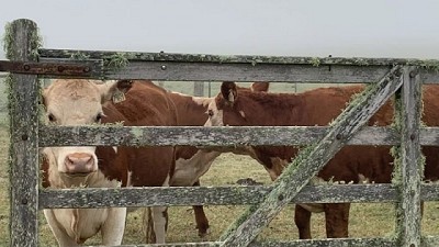 El rodeo de cría mostró una situación que es crítica