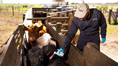 Diarrea Viral Bovina: Una “enemiga silenciosa” que genera grandes pérdidas económicas en la ganadería