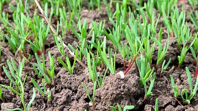 Nuevas claves en el control de Sanguinaria, una maleza 