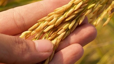 Campaña de Trigo 2023: Manejo de enfermedades en el cultivo de Trigo. Qué nos aportan las diferentes familias de moléculas fungicidas