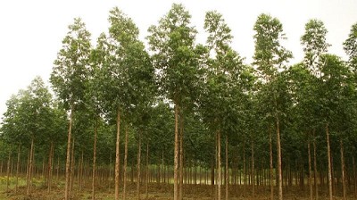El control de plagas asociadas al cuidado y preservación del patrimonio forestal