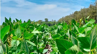 El herbicida con tecnología de micronizado para lograr un efectivo y contundente control de malezas