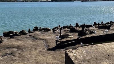 Influenza aviar: Se confirmó un nuevo caso positivo en lobos marinos en Buenos Aires