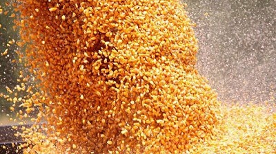 Bioplásticos generados a base de maíz: una salida sustentable para potenciar este cereal en Argentina