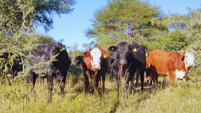 Con manejo respetuoso, es posible integrar a la ganadería con el bosque nativo