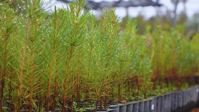 El INTA trabaja en la conservación de recursos genéticos para la producción de resina de pino