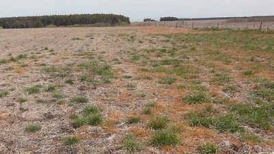 El raigrás sigue ganando terreno y sumando resistencias