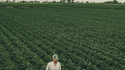 Siembra de soja 2023/24: cuáles son las variedades ideales, según la zona y el ambiente