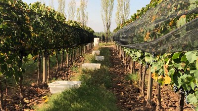 Bioestimulantes ayudaron a reducir el impacto de la helada