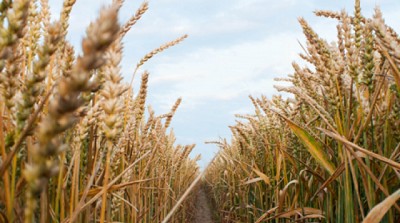 Trigo: las lluvias 