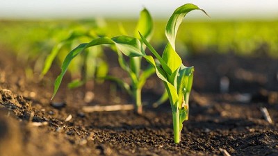 Microgranulados, la mejor opción para iniciar una siembra con baja humedad en el perfil