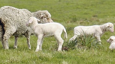 Comenzaron pariciones ovinas de setiembre con la expectativa de tener muchos corderos