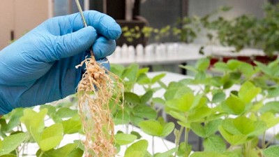 Bioinsumos: la naturaleza aliada a la innovación