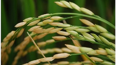 Evalúan alternativas para reducir el uso de agua en el cultivo de arroz