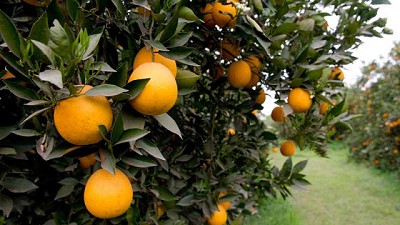 Argentina: Exportaciones de cítricos van en 230.000 toneladas